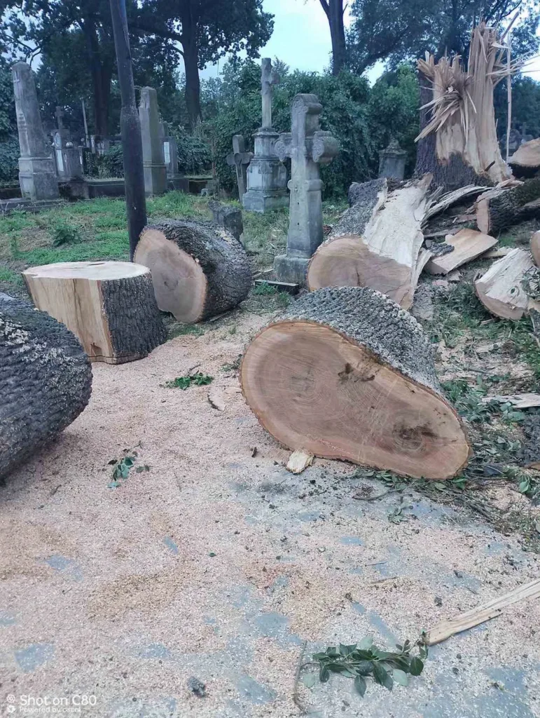 Зрубане дерево серед старих надгробків на кладовищі