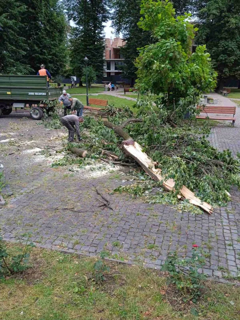 Працівники прибирають повалене дерево в парку