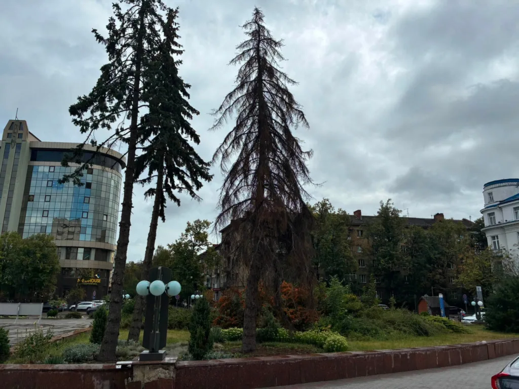 Висохла ялина поруч із сучасними будівлями міста
