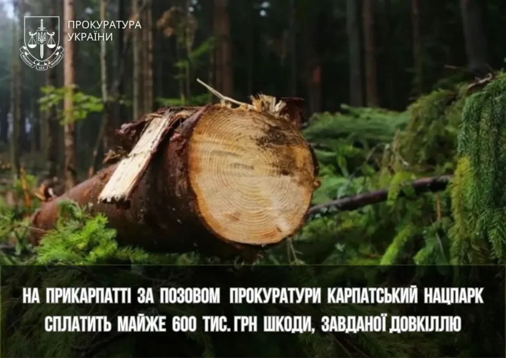 Зрубаний стовбур у карпатському лісі