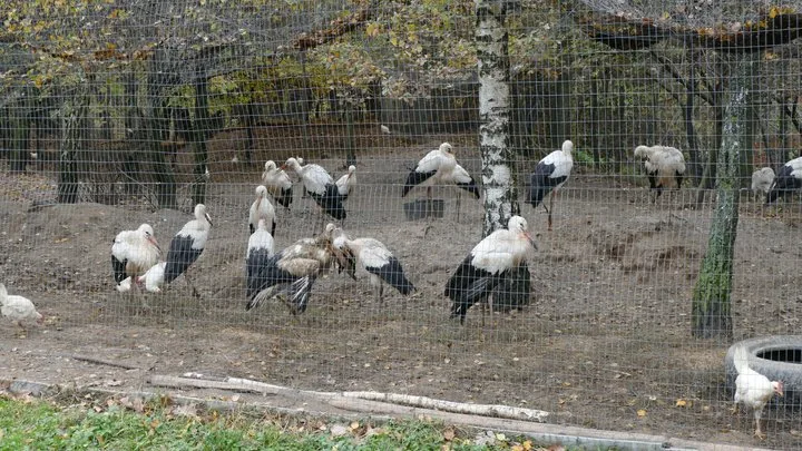 Лелеки, Галицький нацпарк
