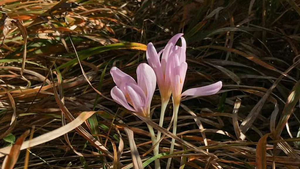 image (5)