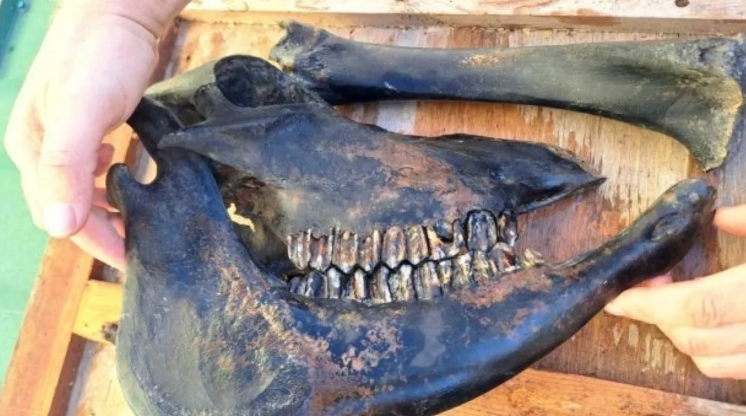 Знімок екрана 2026 10 15 202523